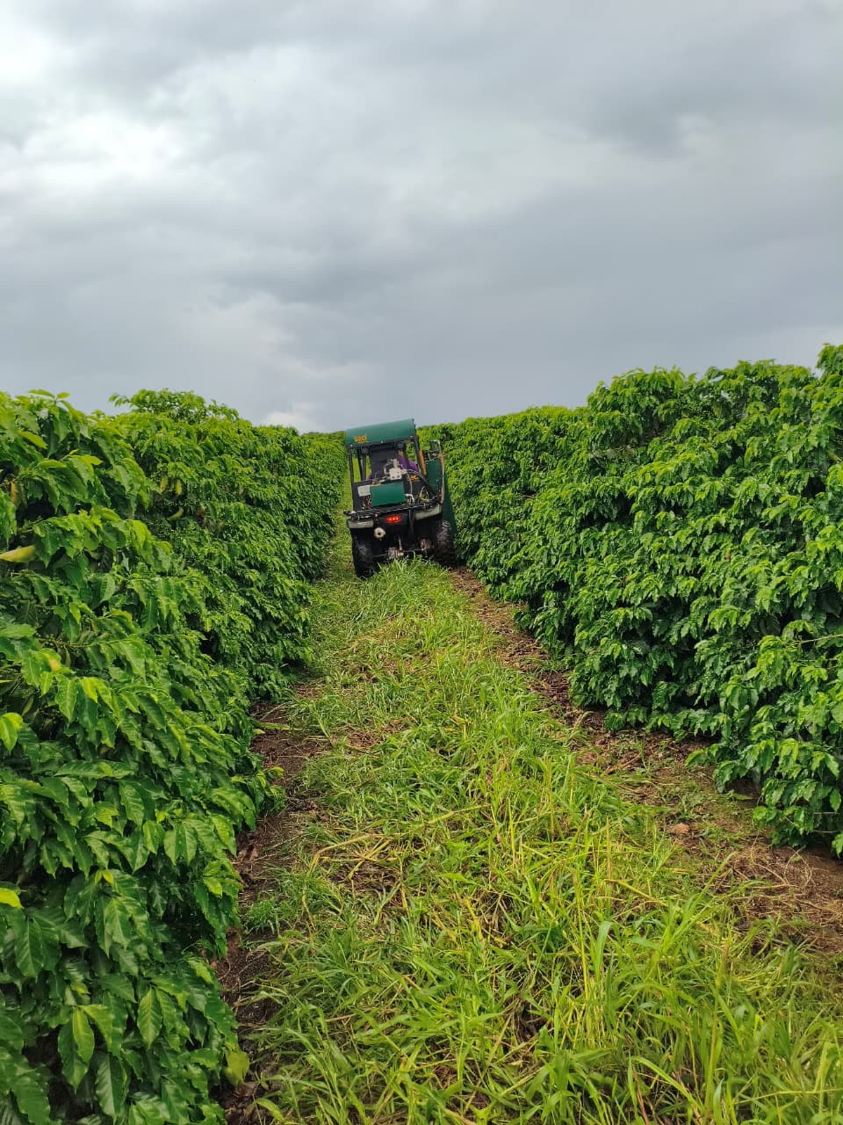 Projeto busca melhorar eficiência de café regenerativo no Cerrado