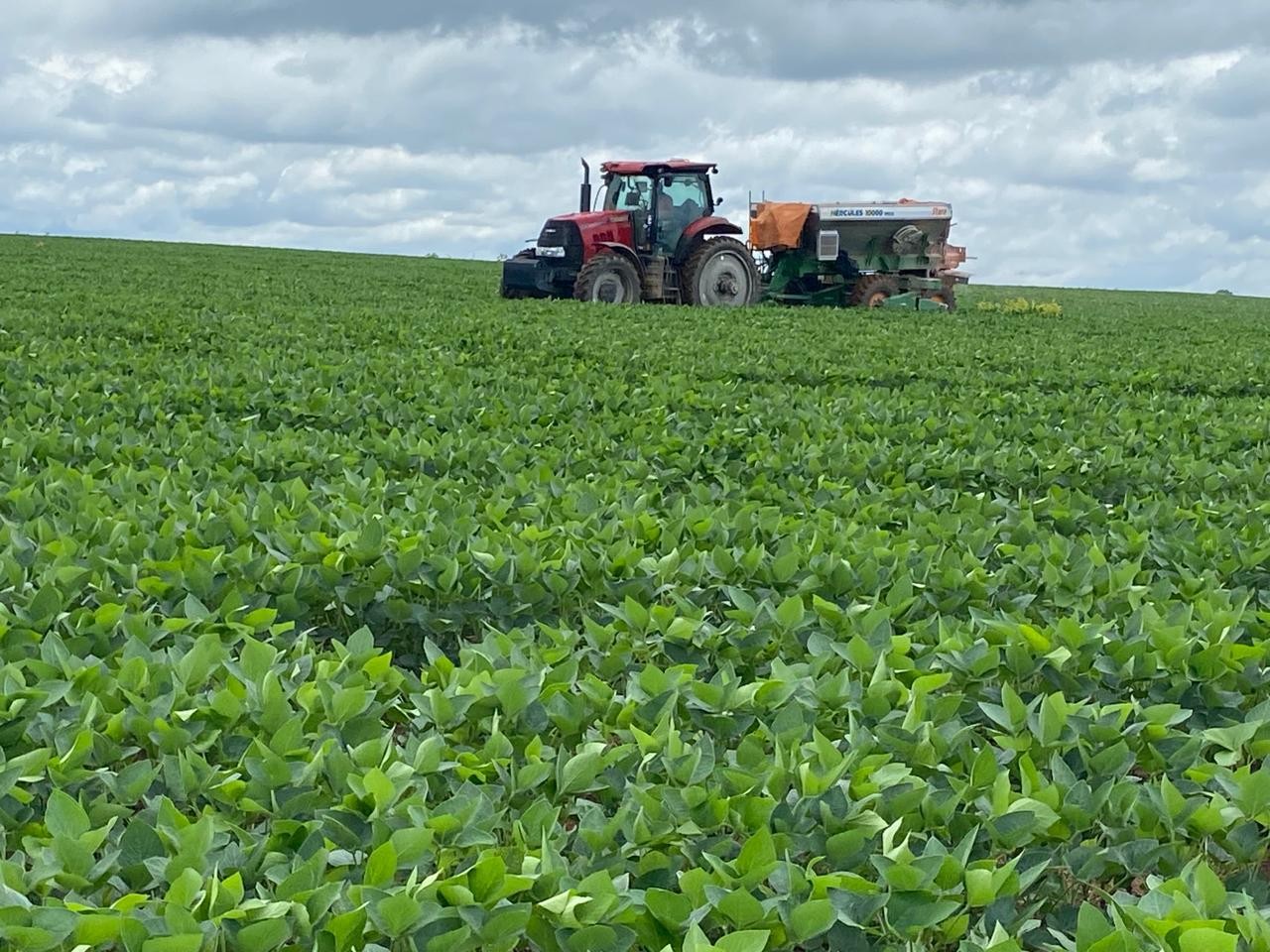 Plantio de soja chega a 40% da área no Rio Grande do Sul