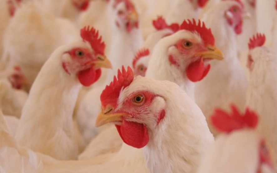 De janeiro a agosto, o país exportou 3,5 milhões de toneladas de carne de frango, um aumento de 7,4% em relação ao mesmo período de 2022