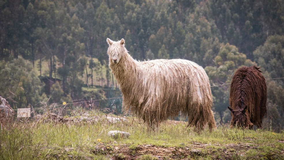 O leite de alpaca é rico em nutrientes — Foto: Canva/ Creative Commoms