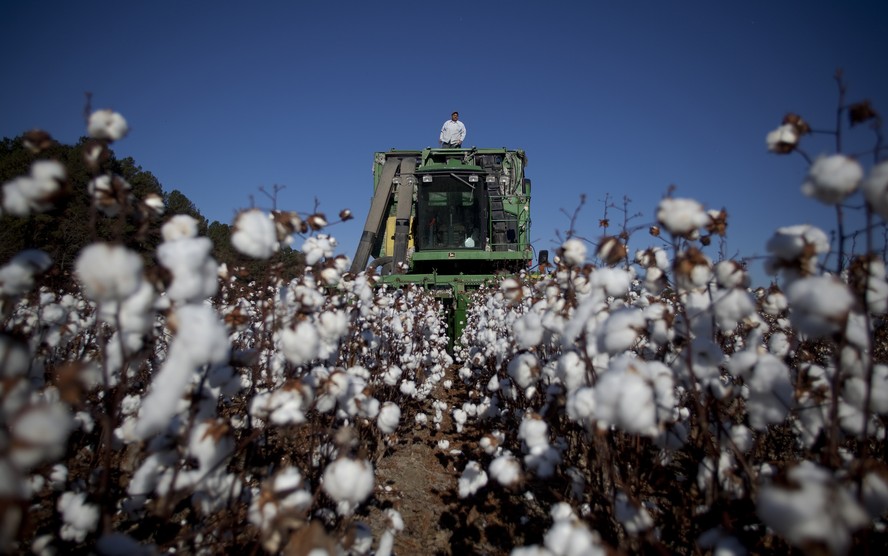 Analista vê preços do algodão oscilando entre 86 a 88 centavos de dólar na bolsa de Nova York