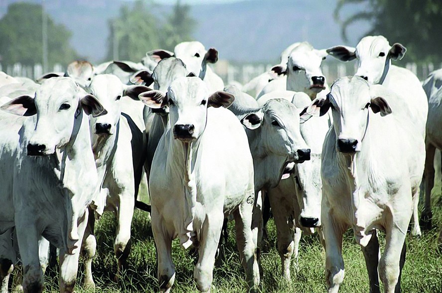 A JBS vai destinar os recursos da operação à compra de gado