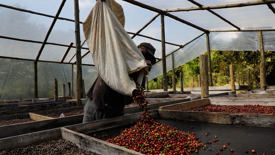 Vendas do café da safra 2023/24 alcançam 50% da produção