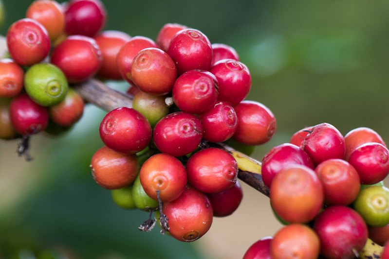 Preço do café tem pouca mudança no mercado físico brasileiro