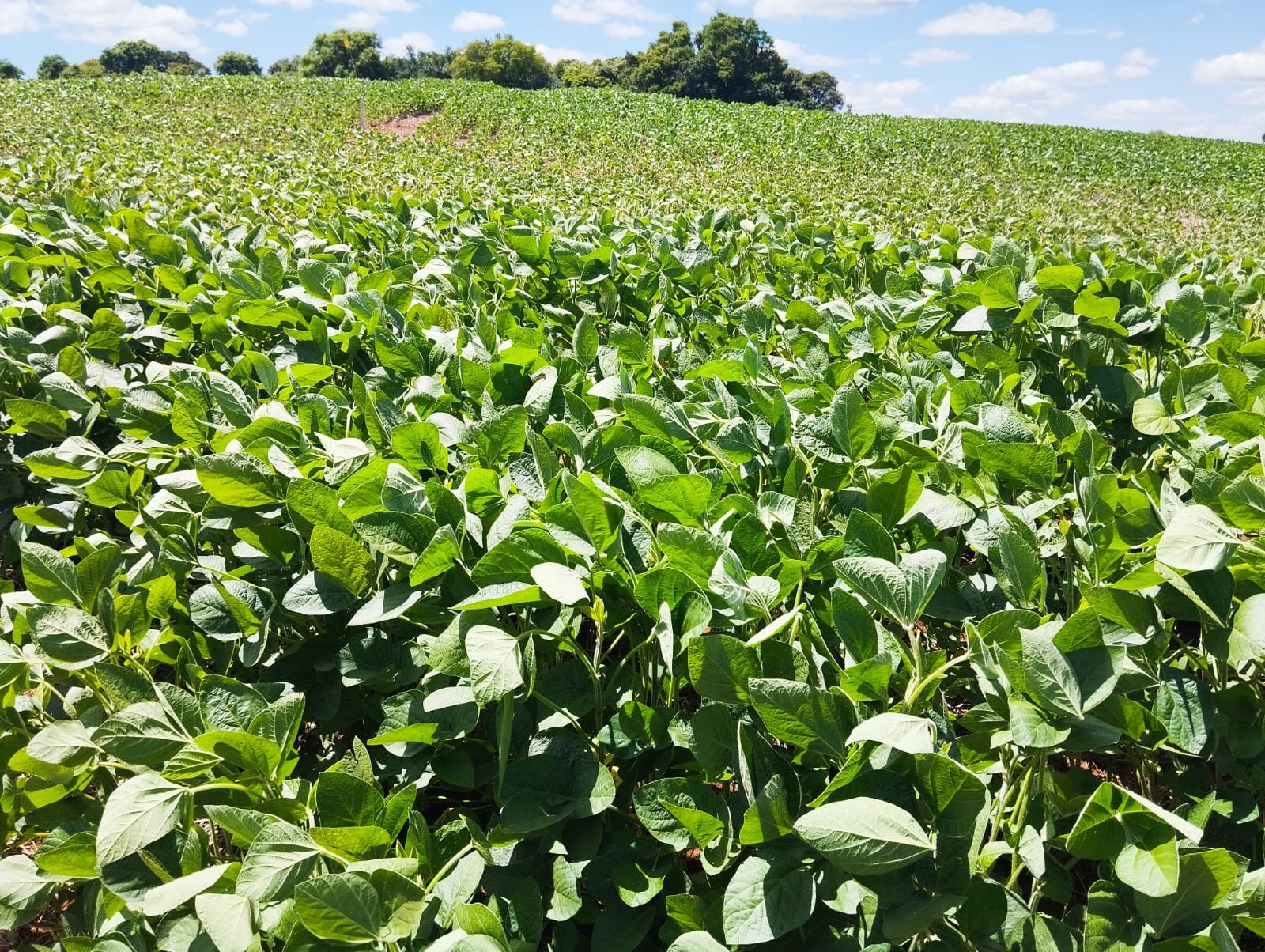 Justiça decreta recuperação judicial do  Grupo Forte Agro, de Mato Grosso