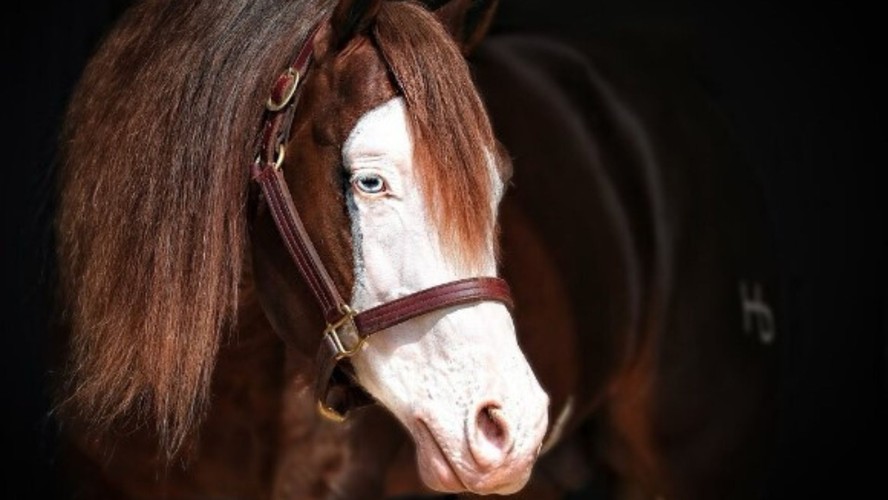 O cavalo Gênesis 66