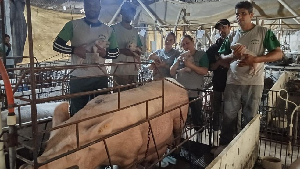 O elevado número de filhotes exigiu uma operação especial dos funcionários da granja — Foto: Divulgação/Granja Cotia