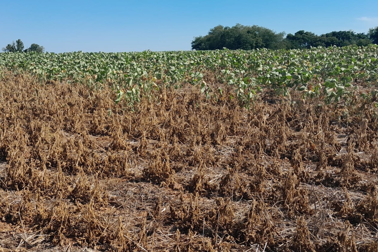 Pequenos produtores do RS estão em alerta com o endividamento