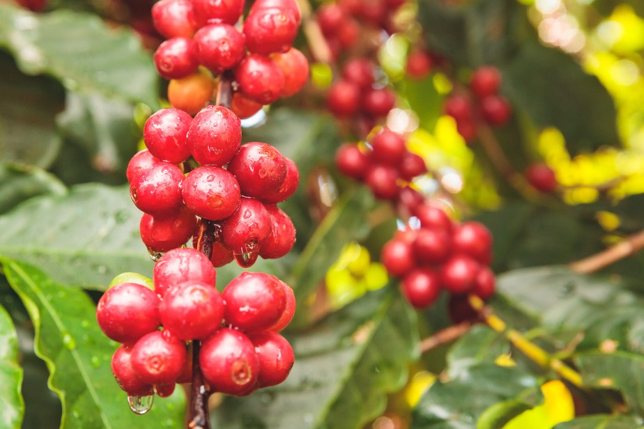 Chuvas contribuíram com enchimento dos grãos de arábica e ajudaram o desenvolvimento final do robusta.