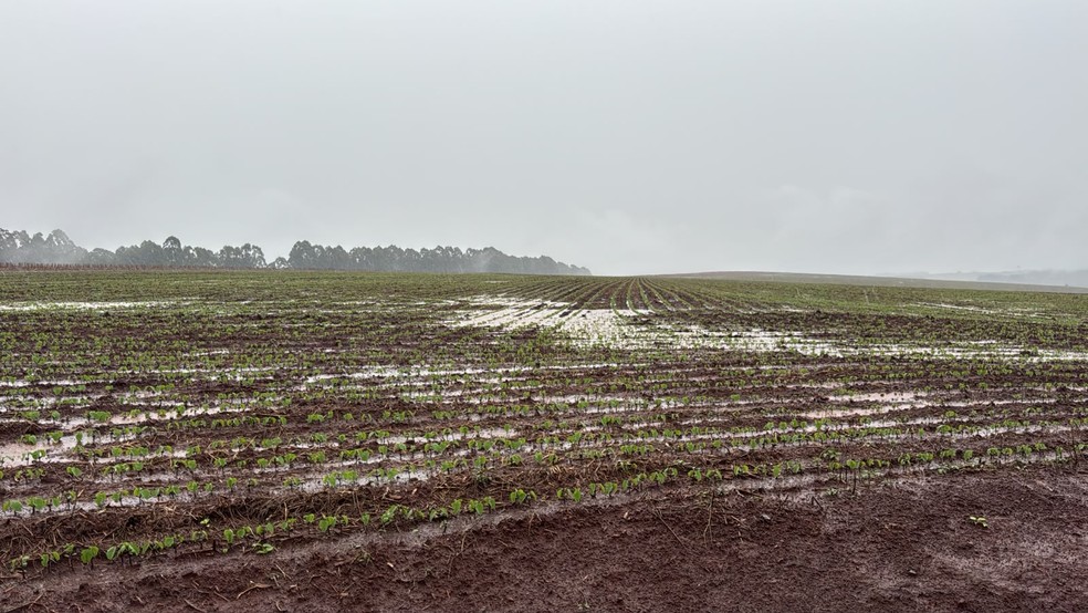 Área de plantio da safra de soja do produtor Leendert de Geus em Tibagi (PR) — Foto: Arquivo pessoal