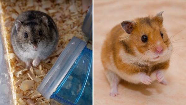 Hamster: tudo o que você precisa saber para ter um roedor em casa