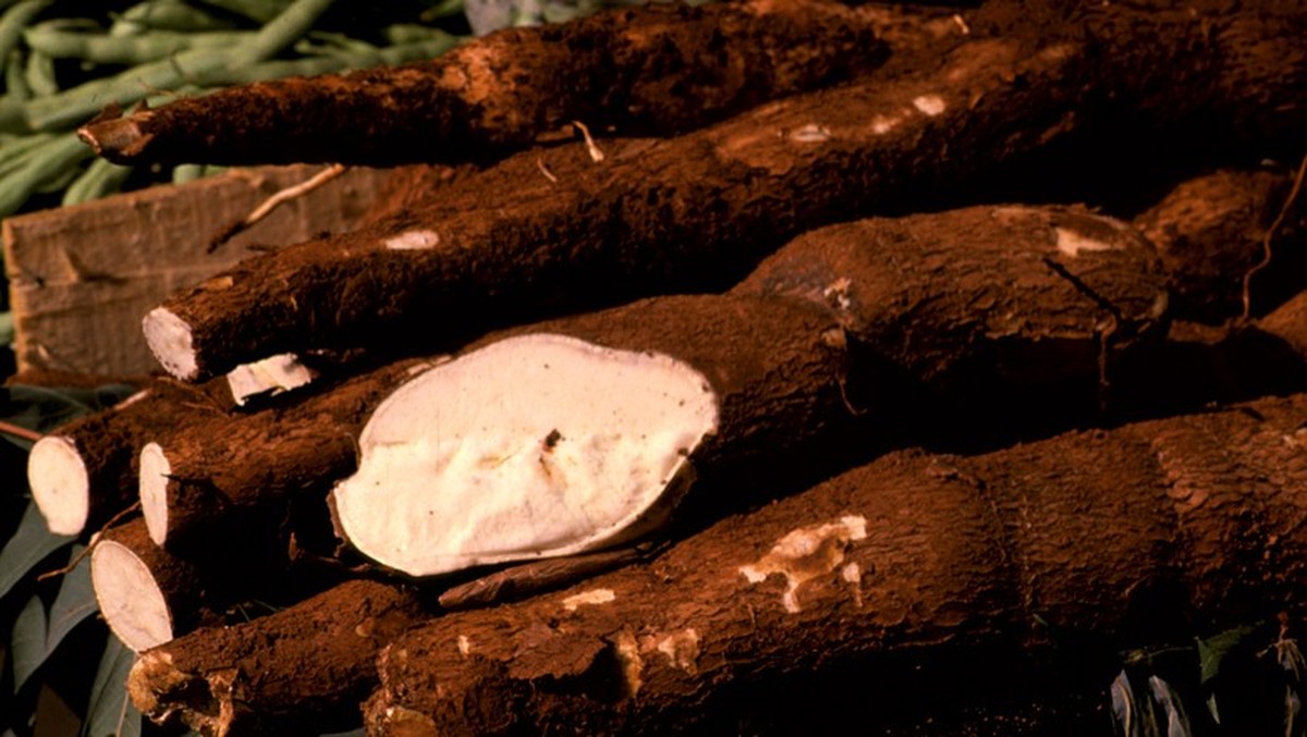 Colheita da mandioca é retomada, mas vendas estão pouco atrativas ao produtor