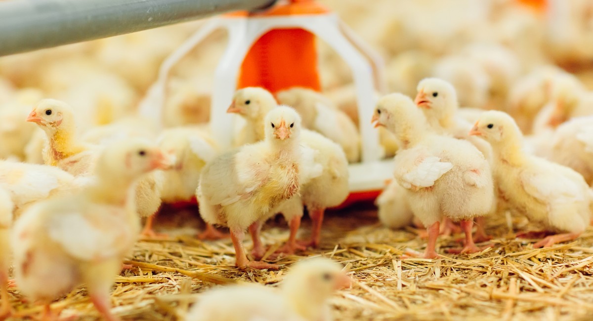 Gripe aviária em granja comercial apareceu dois anos depois do primeiro registro no Brasil