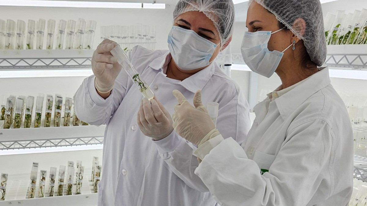 Embrapa Expande Fronteiras: Tecnologia Brasileira Impulsiona a Agricultura Africana