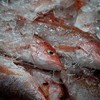 As exportações de pescados para a União Europeia estão suspensas desde 2017 - Christian Braga/Oceana