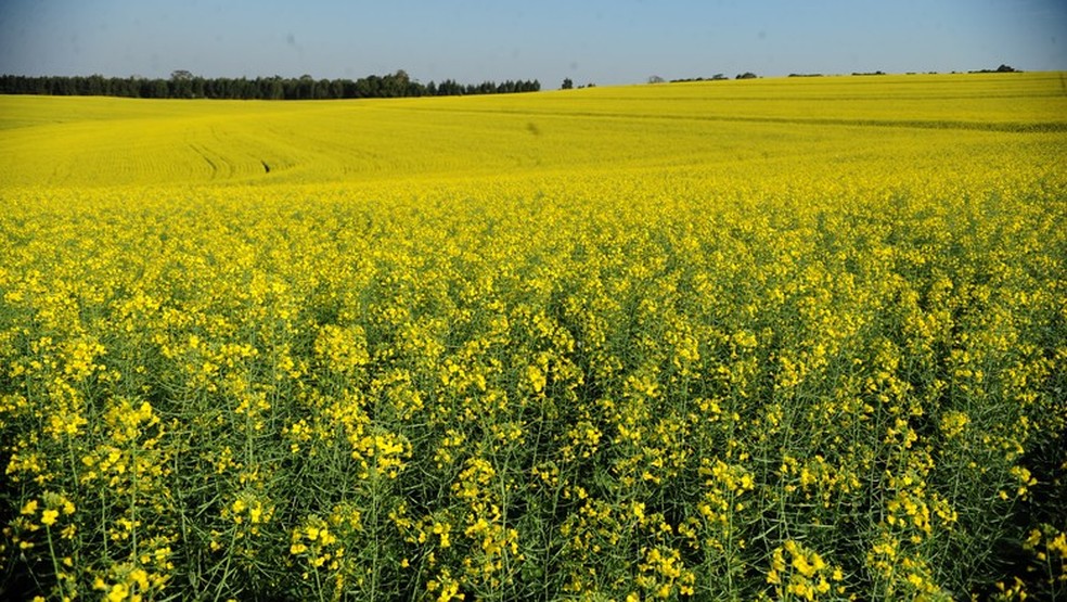 Cultivo da canola pode chegar a 300 mil hectares no Brasil nos próximos anos — Foto: Ernesto de Souza/ Ed. Globo