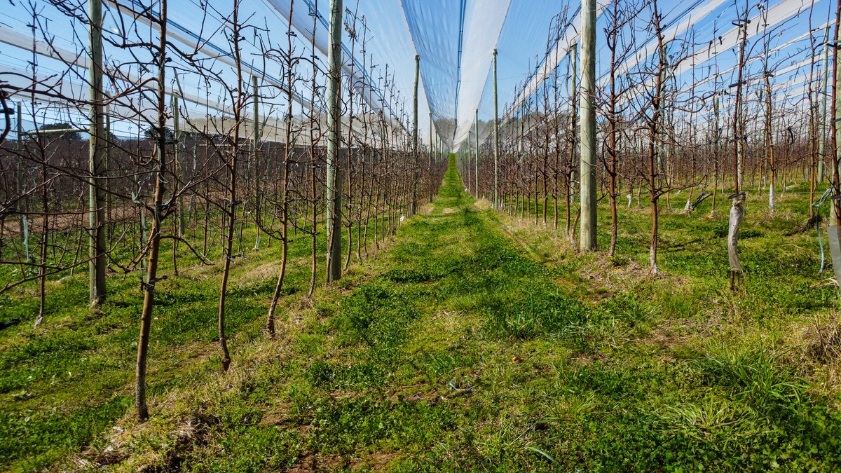 Empresa gaúcha aposta na agricultura regenerativa para o cultivo de maçãs