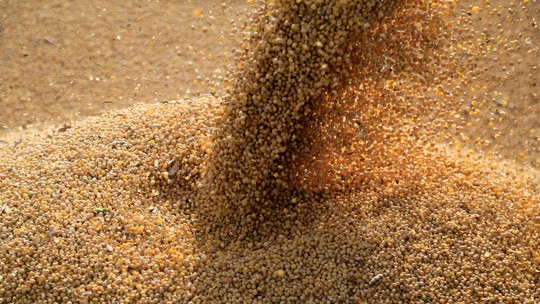 Colheita de grãos no Brasil deve recuar para 319,5 milhões de toneladas