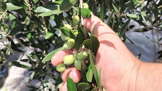 Produtores gaúchos pensam em criar cooperativa de azeite de oliva