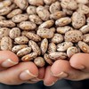 Brasilagro está testando plantio de feijão em áreas de Mato Grosso e Bahia, em janelas distintas das culturas principais, como soja, milho, algodão e cana - Globo Rural