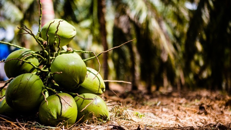 EUA absorvem mais de 90% das exportações brasileiras de água de coco