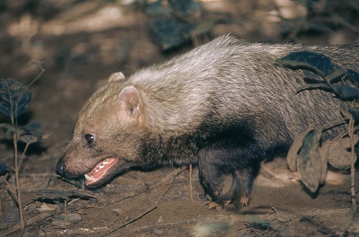 Aparição rara: cachorro-vinagre é registrado em Mato Grosso