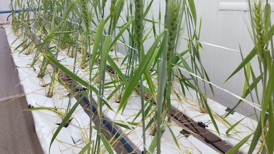 Cultivo de trigo em fazenda vertical supera em 1.000% produção tradicional, mostra teste