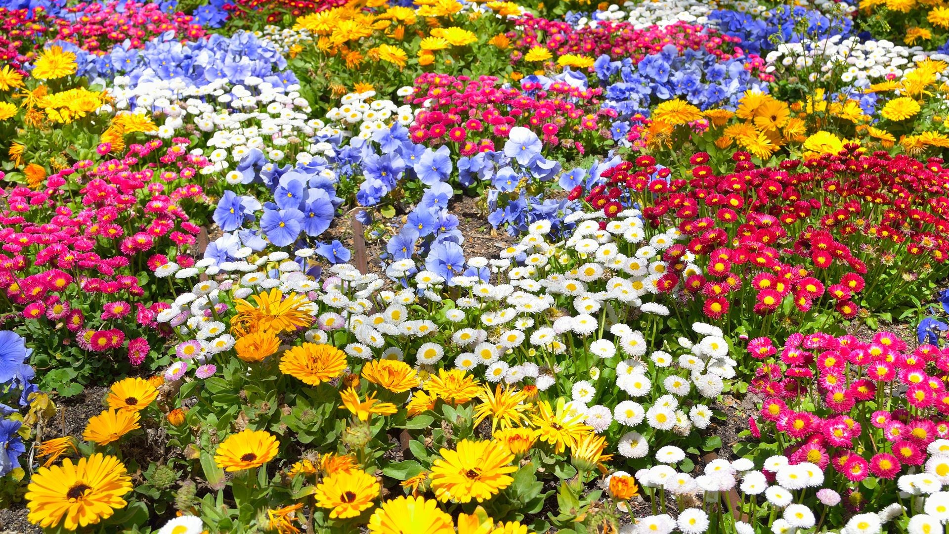 Floricultura brasileira volta a crescer após queda e fatura R$ 21,2 bilhões