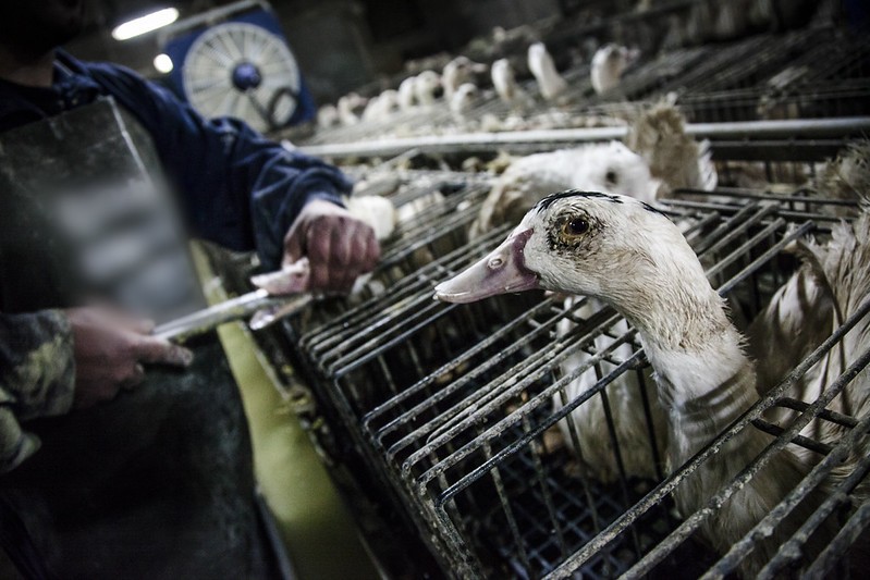 Como é feito o foie gras, prato francês proibido no Brasil