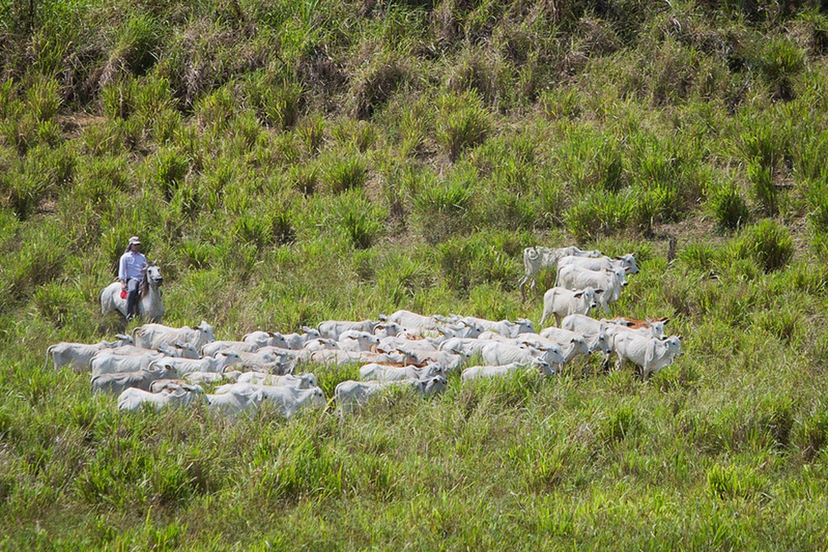 Globo Rural