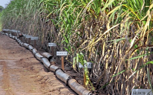 MP destina R$ 270 milhões a produtores de cana do Nordeste