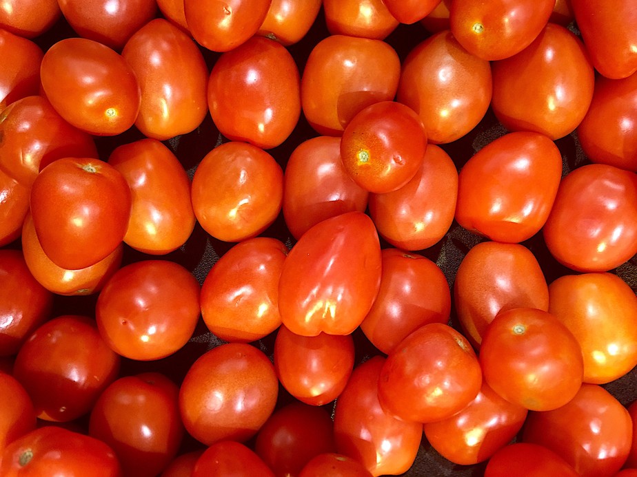 Novas variedades de tomate chegam ao mercado para proteger produção brasileira contra doença causada pelo ToBRFV