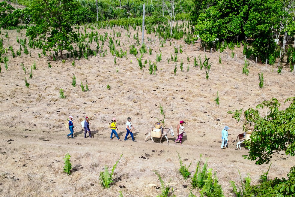 Mulheres caminham quilômetros para poder coletar o coco nos babaçuais — Foto: Arquivo MIQCB