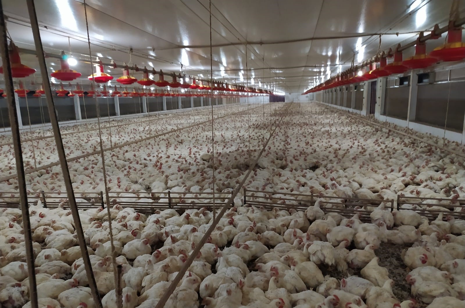 Custos de produção de frango e suínos subiram em novembro, diz Embrapa