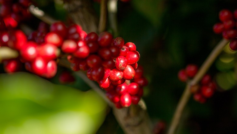 Torrefadoras avaliam usar mais conilon nos blends para evitar disparada do café