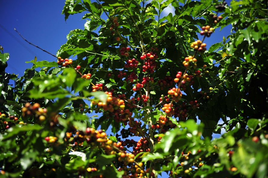 Pequenos produtores de café podem ser os mais afetados por não conseguirem se adaptar às novas regras ambientais