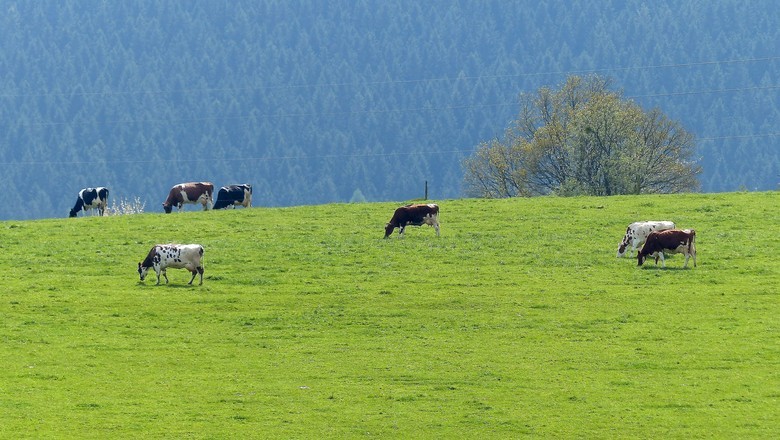 Europa corre risco de ficar ainda mais para trás de concorrentes agrícolas, diz  Bayer - Foto