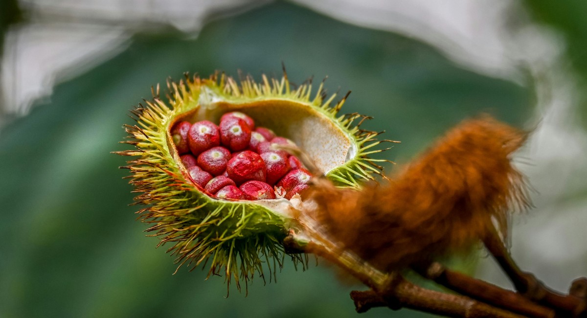 Do colorau à indústria: urucum ganha espaço com avanço das pesquisas