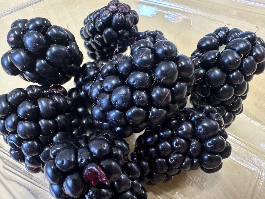 BRS Terena é mais doce do que a variedade Tupy, a mais cultivada no Brasil