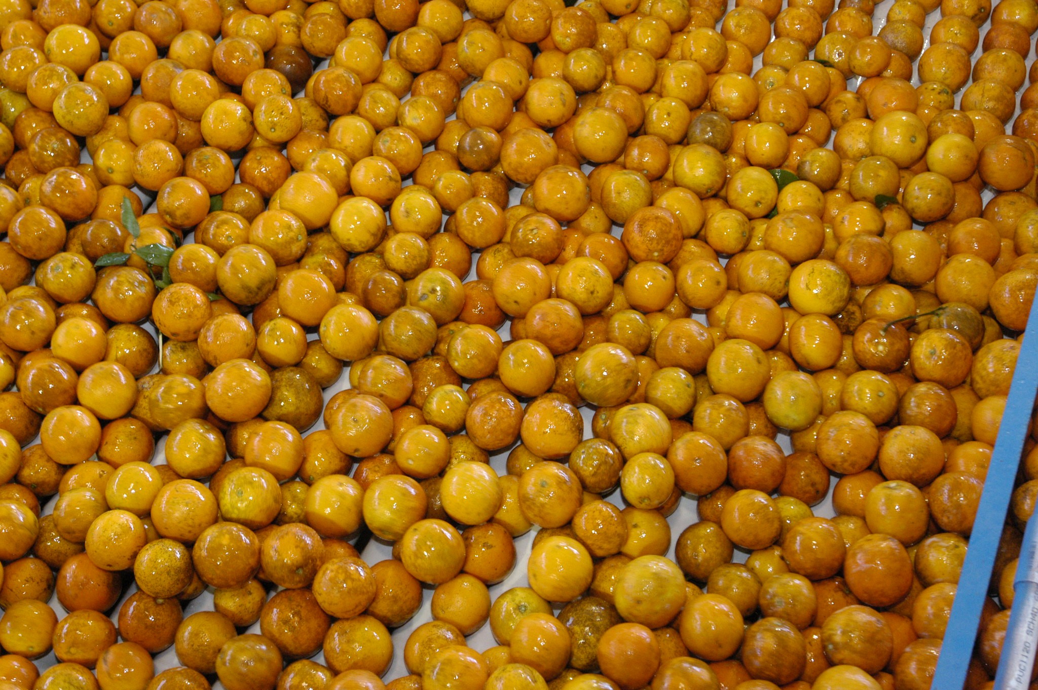 Empresa americana com mais de 100 anos encerra produção de laranja na Flórida