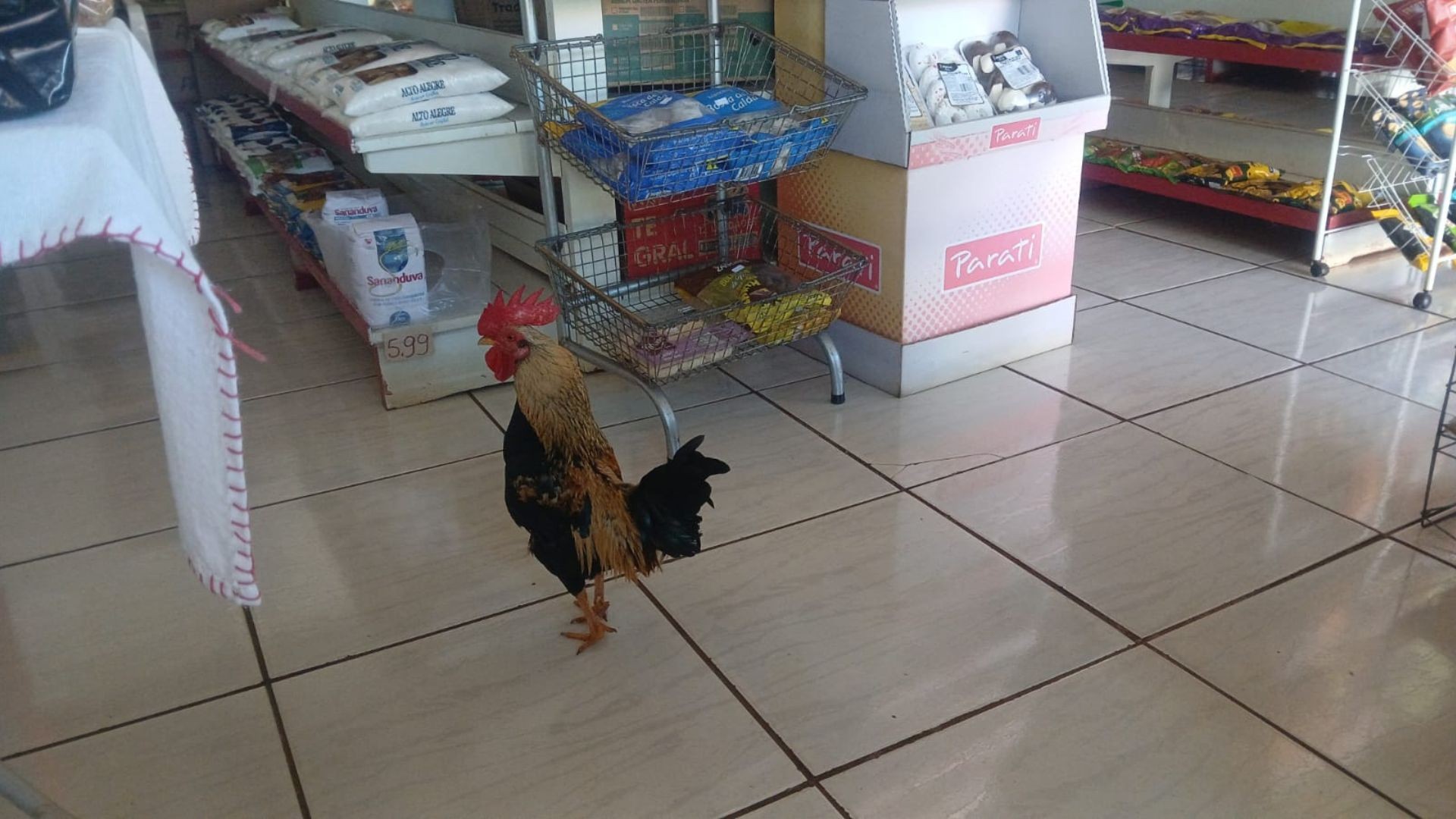 Conheça Bibi, o garnizé recepcionista de um minimercado em Santa Catarina