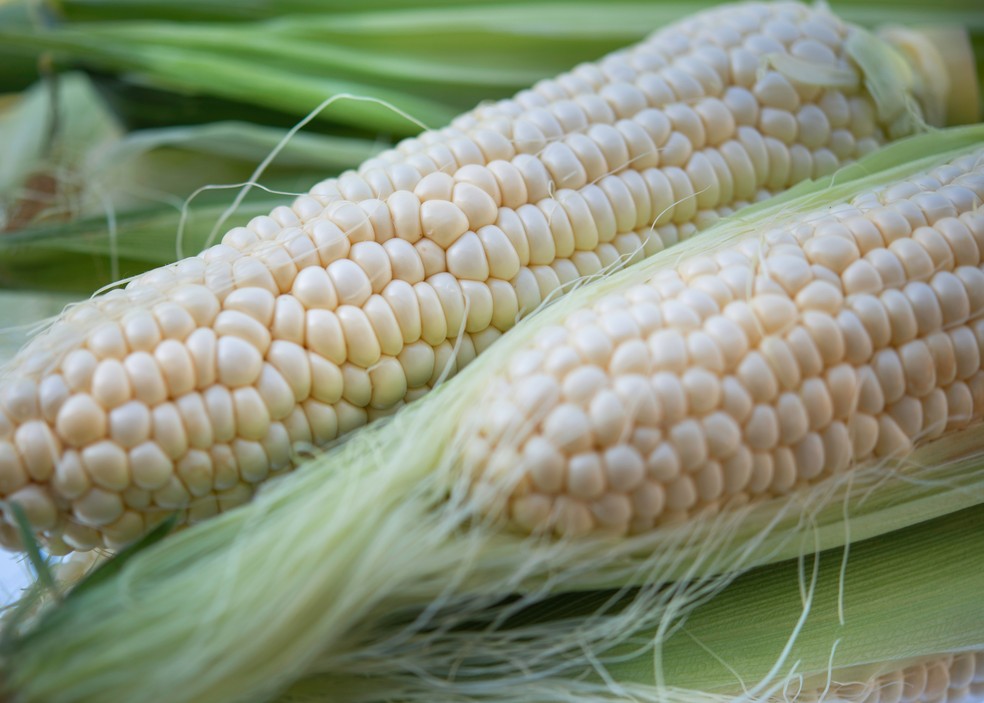 Milho-branco — Foto: Cristina Anne Costello/Unsplash