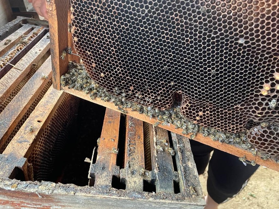 Com extremos no clima, as abelhas têm trabalhado menos, resultando em menor produção de mel
