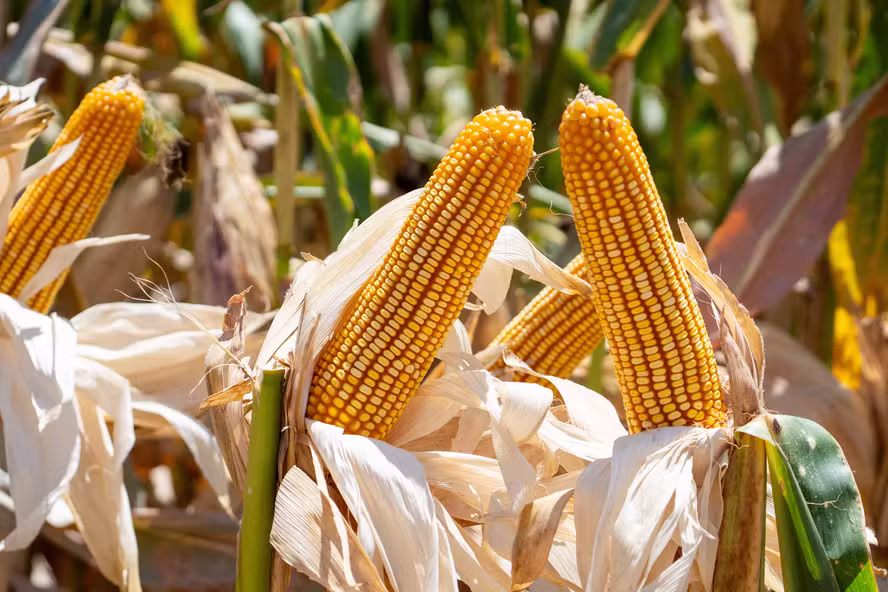 Foram exportadas 784,2 mil toneladas de milho nos primeiros 15 dias úteis de março