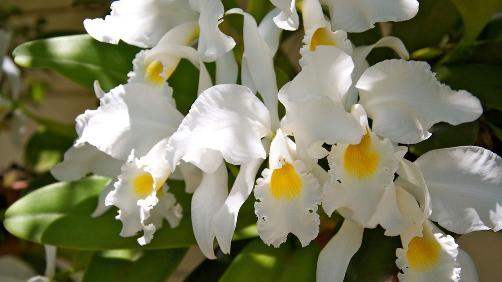 Orquídea cattleya labiata — Foto: Canva / Creative Commoms