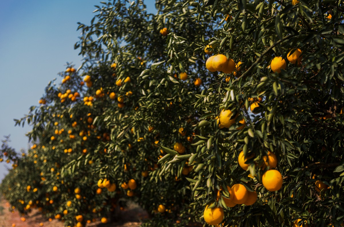 Vendas de laranjas avançam, mas clima limita a colheita da safra