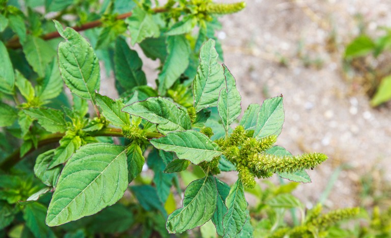 Amaranthus palmeri, detectado no Brasil, é uma das plantas daninhas mais agressivas para o agro. Saiba por quê.