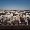 Oferta brasileira de carne bovina atingiu o recorde de 12,35 milhões de toneladas, enquanto a dos EUA ficou em 11,81 milhões  - Wenderson Araujo/CNA