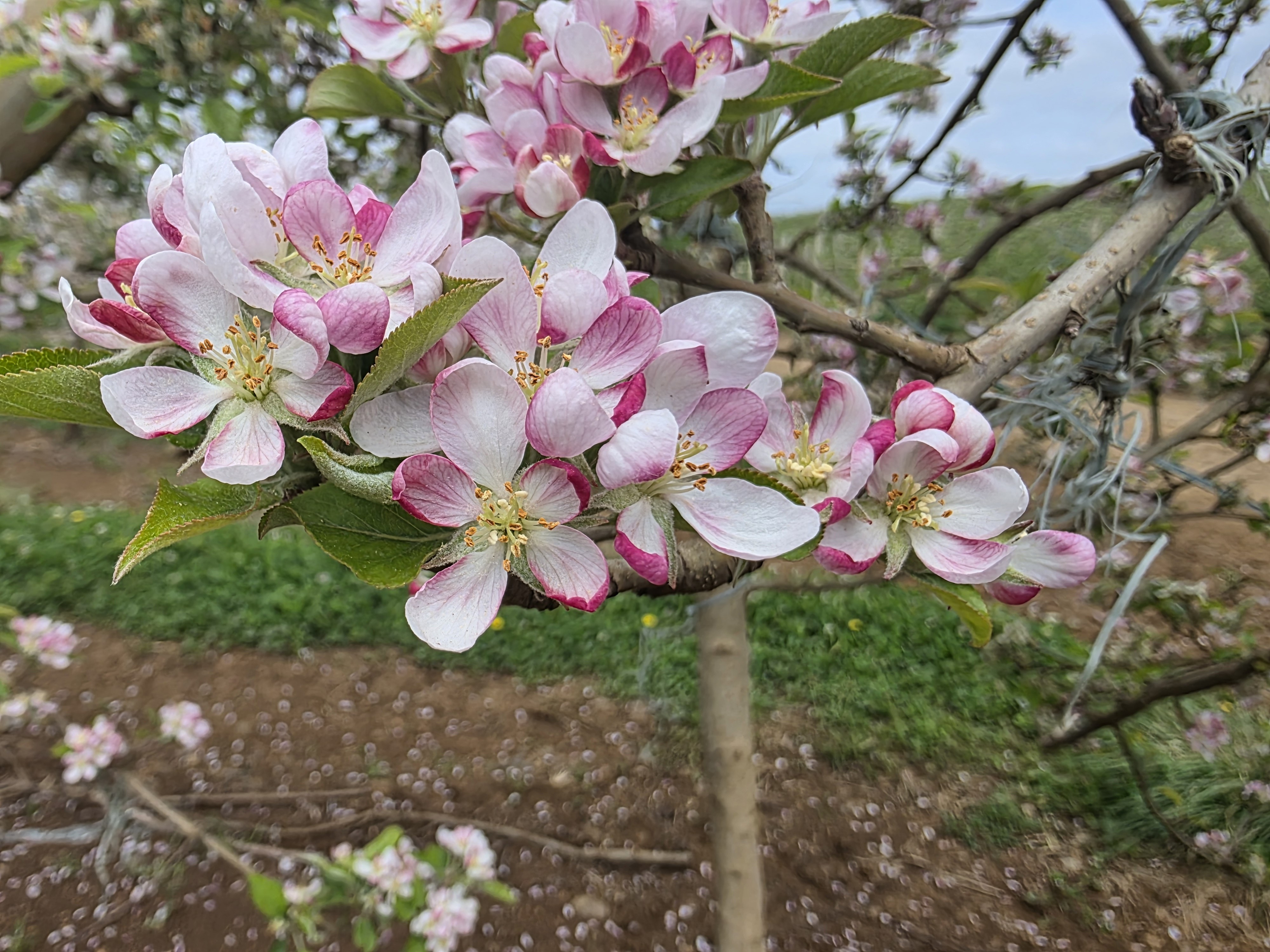 Florada das macieiras embeleza o Sul no início da primavera