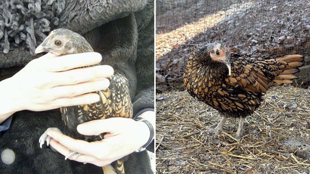 Galinha de 15 anos entra para o Guinness e desafia expectativa de vida da espécie
